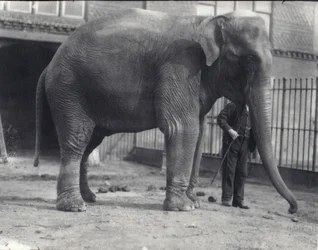 Éléphant indien, Assam Lukhi, avec gardien au zoo de Londres, avril 1914